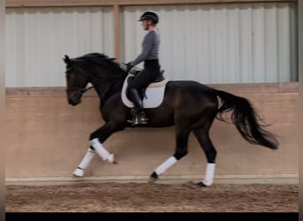 Sportivo Tedesco / Sportivo della Germania, Castrone, 4 Anni, 170 cm, Baio scuro