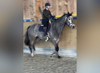 Sportivo Tedesco / Sportivo della Germania, Castrone, 4 Anni, 170 cm, Grigio