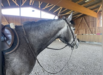 Sportivo Tedesco / Sportivo della Germania, Castrone, 4 Anni, 170 cm, Grigio