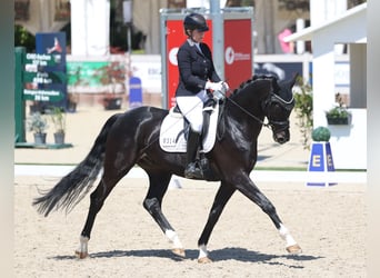 Sportivo Tedesco / Sportivo della Germania, Castrone, 4 Anni, 170 cm, Morello