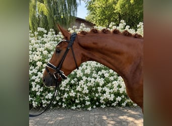 Sportivo Tedesco / Sportivo della Germania, Castrone, 4 Anni, 170 cm, Sauro