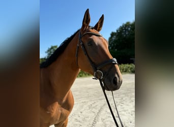 Sportivo Tedesco / Sportivo della Germania, Castrone, 4 Anni, 172 cm, Baio