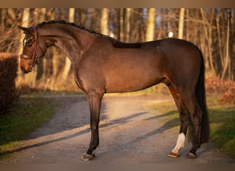 Sportivo Tedesco / Sportivo della Germania, Castrone, 4 Anni, 172 cm, Baio