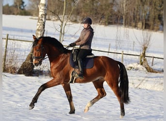 Sportivo Tedesco / Sportivo della Germania, Castrone, 4 Anni, 172 cm, Baio