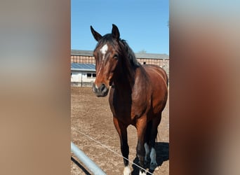 Sportivo Tedesco / Sportivo della Germania, Castrone, 4 Anni, 172 cm, Baio scuro
