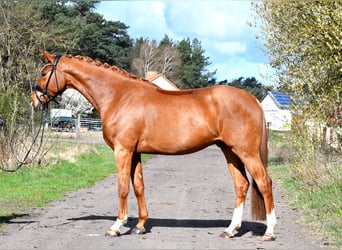 Sportivo Tedesco / Sportivo della Germania, Castrone, 4 Anni, 172 cm, Sauro