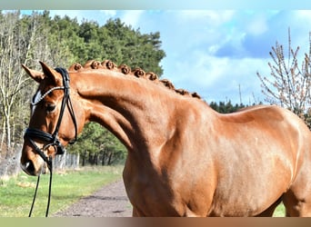 Sportivo Tedesco / Sportivo della Germania, Castrone, 4 Anni, 172 cm, Sauro