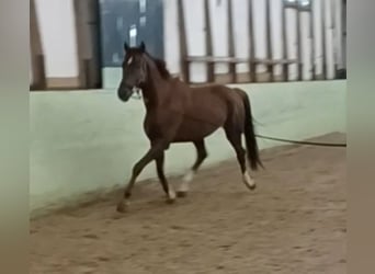 Sportivo Tedesco / Sportivo della Germania, Castrone, 4 Anni, 172 cm, Sauro scuro