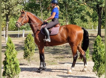 Sportivo Tedesco / Sportivo della Germania, Castrone, 4 Anni, 173 cm, Baio