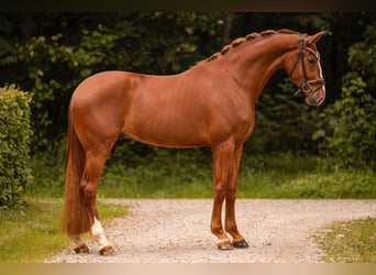 Sportivo Tedesco / Sportivo della Germania, Castrone, 4 Anni, 174 cm, Sauro
