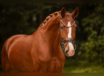 Sportivo Tedesco / Sportivo della Germania, Castrone, 4 Anni, 174 cm, Sauro