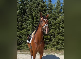 Sportivo Tedesco / Sportivo della Germania, Castrone, 4 Anni, 175 cm, Baio