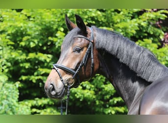 Sportivo Tedesco / Sportivo della Germania, Castrone, 4 Anni, 175 cm, Baio nero