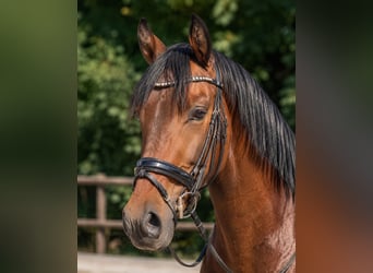 Sportivo Tedesco / Sportivo della Germania, Castrone, 4 Anni, 175 cm, Baio scuro