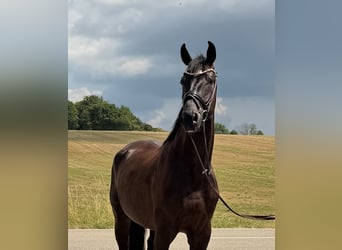 Sportivo Tedesco / Sportivo della Germania, Castrone, 4 Anni, 175 cm, Morello