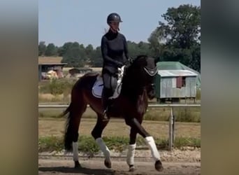 Sportivo Tedesco / Sportivo della Germania, Castrone, 4 Anni, 178 cm, Baio nero