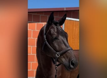 Sportivo Tedesco / Sportivo della Germania, Castrone, 4 Anni, 178 cm, Baio nero