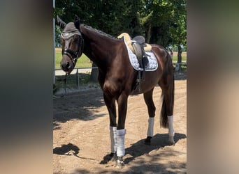 Sportivo Tedesco / Sportivo della Germania, Castrone, 4 Anni, 178 cm, Baio nero