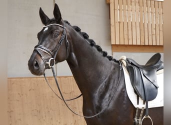 Sportivo Tedesco / Sportivo della Germania, Castrone, 4 Anni, 178 cm, Baio nero