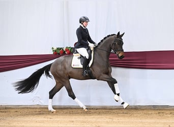 Sportivo Tedesco / Sportivo della Germania, Castrone, 4 Anni, Baio