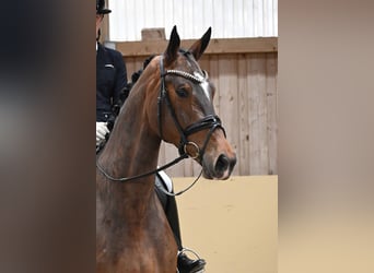 Sportivo Tedesco / Sportivo della Germania, Castrone, 4 Anni, Baio