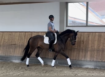 Sportivo Tedesco / Sportivo della Germania, Castrone, 4 Anni, Baio