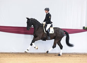 Sportivo Tedesco / Sportivo della Germania, Castrone, 4 Anni, Baio nero