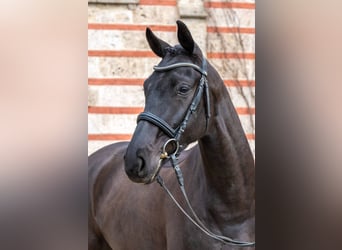 Sportivo Tedesco / Sportivo della Germania, Castrone, 4 Anni, Baio nero