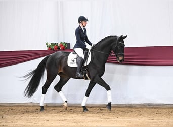 Sportivo Tedesco / Sportivo della Germania, Castrone, 4 Anni, Baio nero