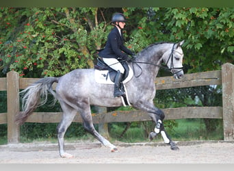 Sportivo Tedesco / Sportivo della Germania, Castrone, 4 Anni, Grigio