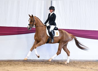 Sportivo Tedesco / Sportivo della Germania, Castrone, 4 Anni, Sauro