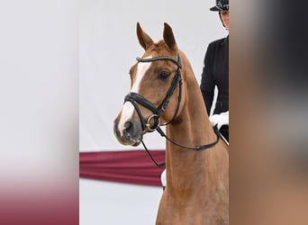 Sportivo Tedesco / Sportivo della Germania, Castrone, 4 Anni, Sauro