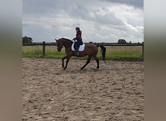 Sportivo Tedesco / Sportivo della Germania, Castrone, 5 Anni, 160 cm, Baio