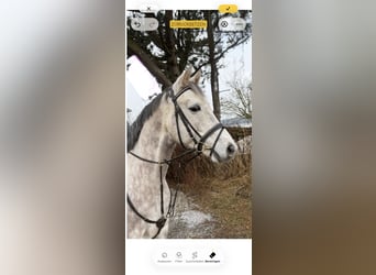 Sportivo Tedesco / Sportivo della Germania, Castrone, 5 Anni, 160 cm, Grigio pezzato