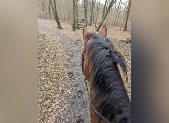 Sportivo Tedesco / Sportivo della Germania, Castrone, 5 Anni, 162 cm, Baio