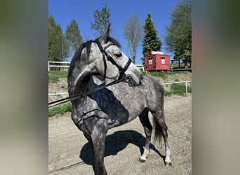 Sportivo Tedesco / Sportivo della Germania, Castrone, 5 Anni, 163 cm, Grigio pezzato