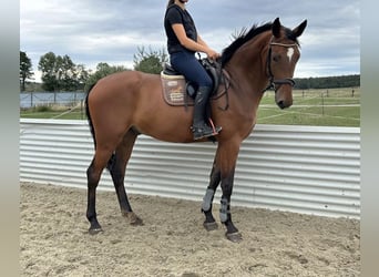 Sportivo Tedesco / Sportivo della Germania, Castrone, 5 Anni, 164 cm, Baio
