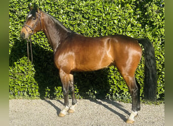 Sportivo Tedesco / Sportivo della Germania, Castrone, 5 Anni, 165 cm, Baio