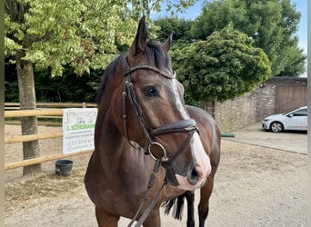 Sportivo Tedesco / Sportivo della Germania, Castrone, 5 Anni, 165 cm, Baio