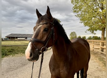 Sportivo Tedesco / Sportivo della Germania, Castrone, 5 Anni, 165 cm, Baio