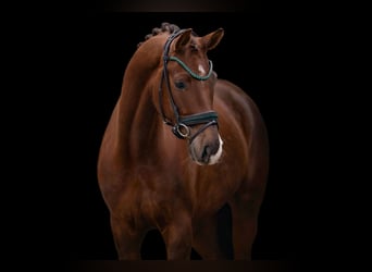 Sportivo Tedesco / Sportivo della Germania, Castrone, 5 Anni, 165 cm, Sauro scuro