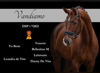 Sportivo Tedesco / Sportivo della Germania, Castrone, 5 Anni, 165 cm, Sauro scuro