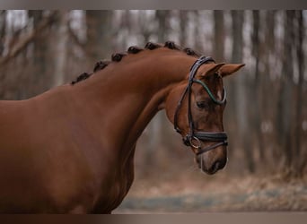 Sportivo Tedesco / Sportivo della Germania, Castrone, 5 Anni, 165 cm, Sauro scuro