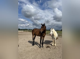 Sportivo Tedesco / Sportivo della Germania, Castrone, 5 Anni, 166 cm, Baio