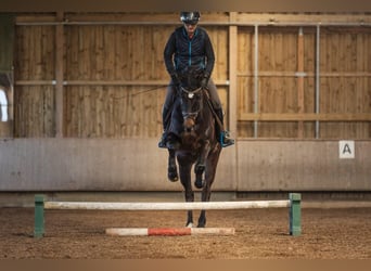 Sportivo Tedesco / Sportivo della Germania, Castrone, 5 Anni, 166 cm, Baio scuro