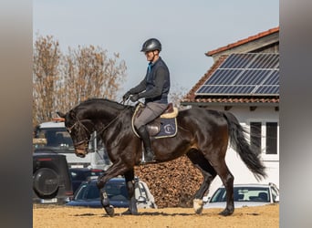 Sportivo Tedesco / Sportivo della Germania, Castrone, 5 Anni, 166 cm, Baio scuro