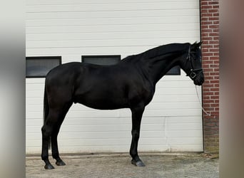 Sportivo Tedesco / Sportivo della Germania, Castrone, 5 Anni, 167 cm, Baio scuro