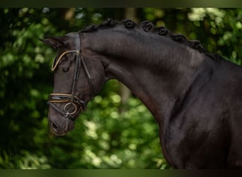 Sportivo Tedesco / Sportivo della Germania, Castrone, 5 Anni, 167 cm, Morello