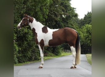 Sportivo Tedesco / Sportivo della Germania, Castrone, 5 Anni, 168 cm, Pezzato