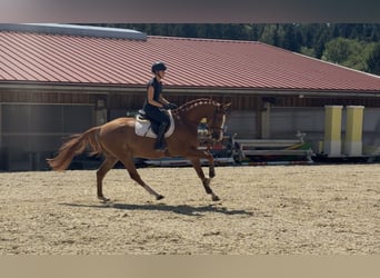 Sportivo Tedesco / Sportivo della Germania, Castrone, 5 Anni, 168 cm, Sauro